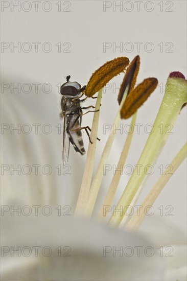 Late Large-faced Hoverfly