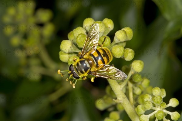 Dead Head Hoverfly