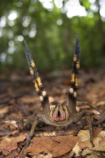 Brazilian Wandering Spider