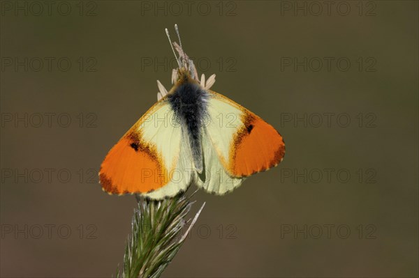 Eastern eastern orange tip