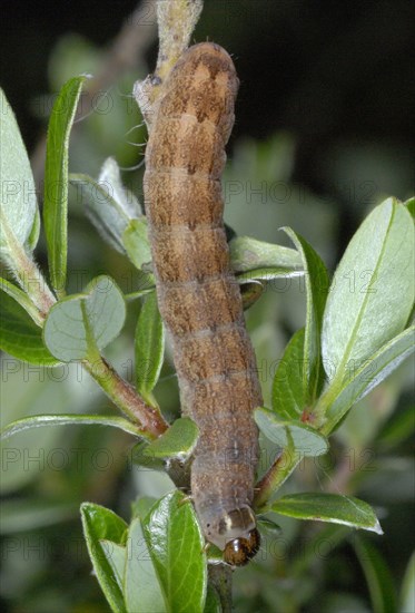 Brick Moth