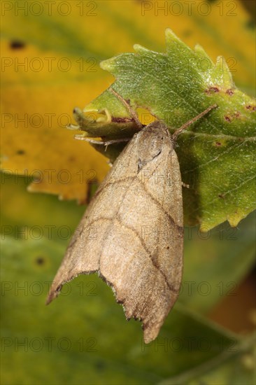 Scalloped hook-tip