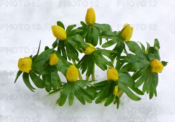 Flowering winter aconite