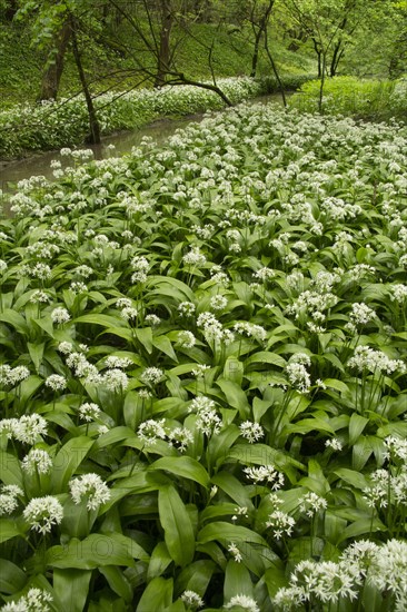 Ramsons