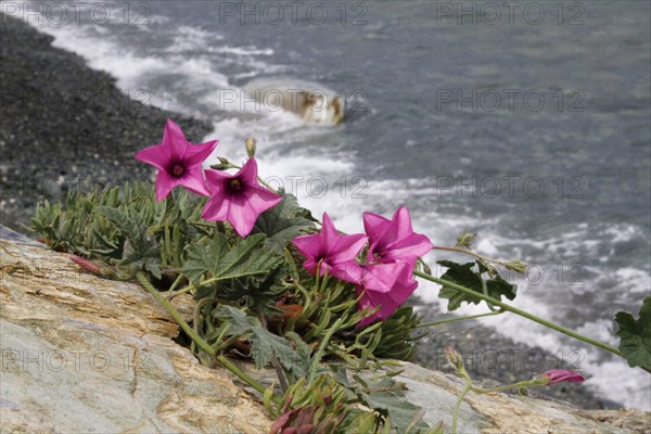 Flowering mallow-leaved bindweed