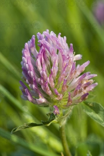 Red Clover