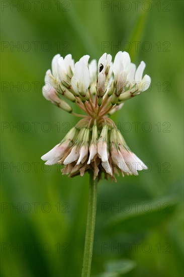 White Clover