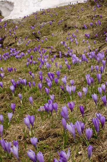 Flowering mass of Balkan Crocus