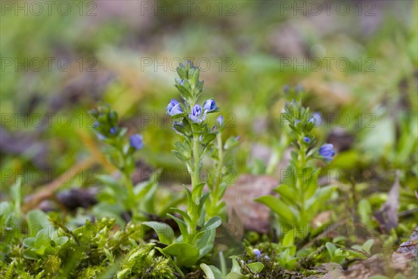 Rock speedwell