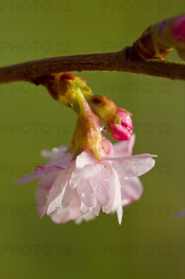 Rosebud Cherry