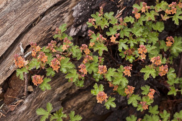 Cascades Currant