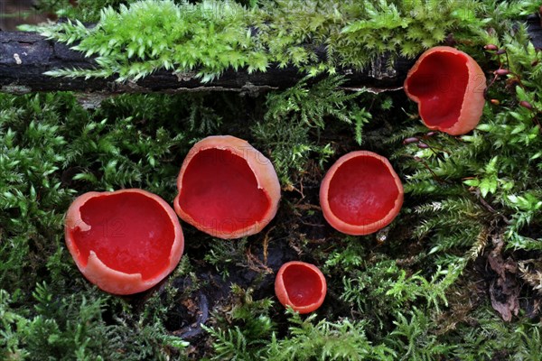 Scarlet Elf Cup