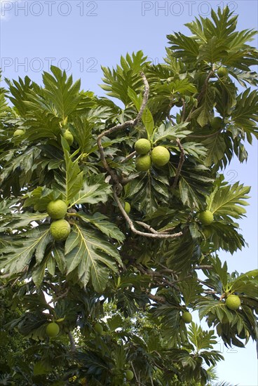 Breadfruit