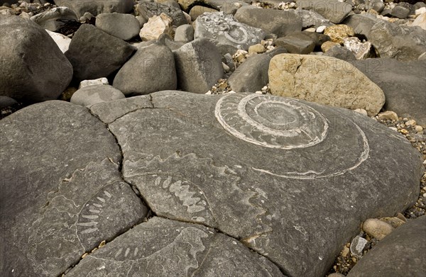 Ammonite fossils exposed in rock on beach