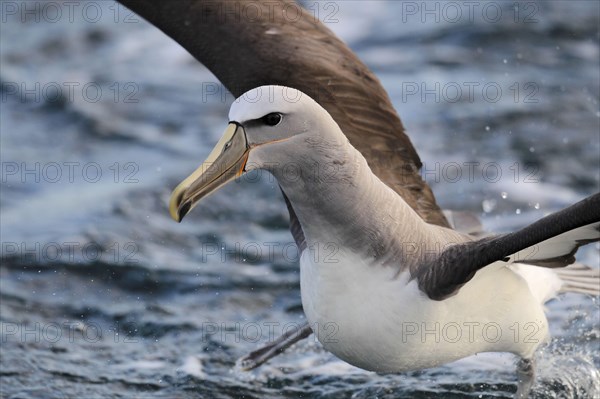 Adult salvin's albatross