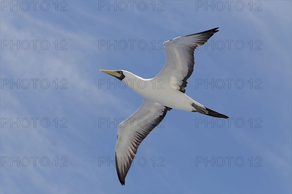 Masked Booby