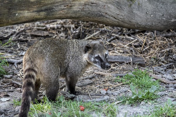 South american coati