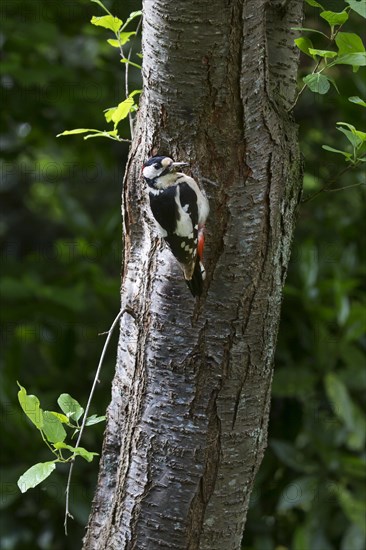 Great spotted woodpecker