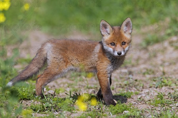 Cute red fox