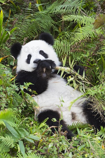 Two years aged young giant Panda