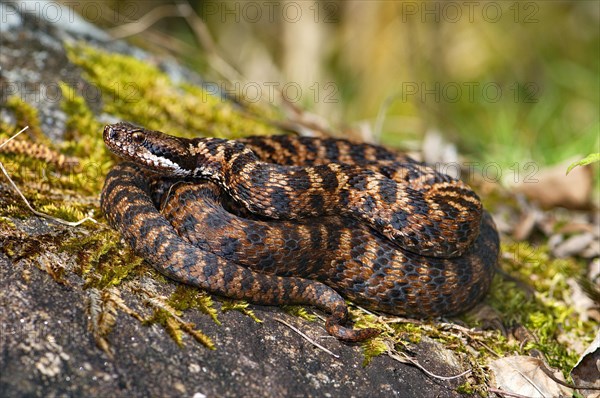 Alpine Asp Viper