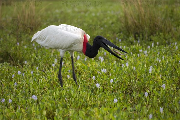 Jabiru