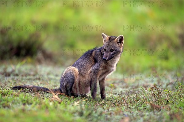 Crab-Eating Fox