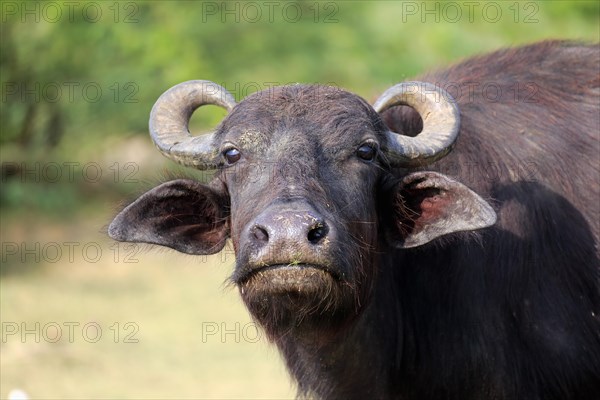 Water buffalo