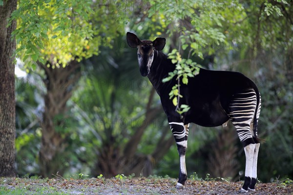 Okapi