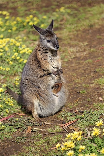 Tammar wallaby