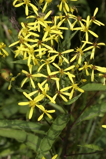 Fox ragwort