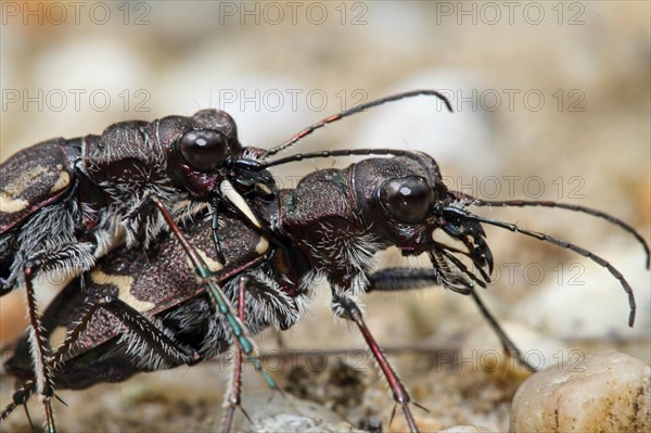 Forest sand beetle