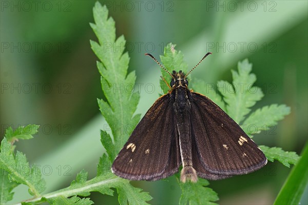 Mirror-spotted Sickle-headed Butterfly