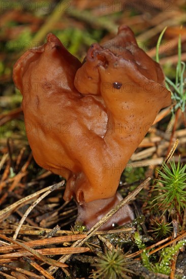 Bishop's cap