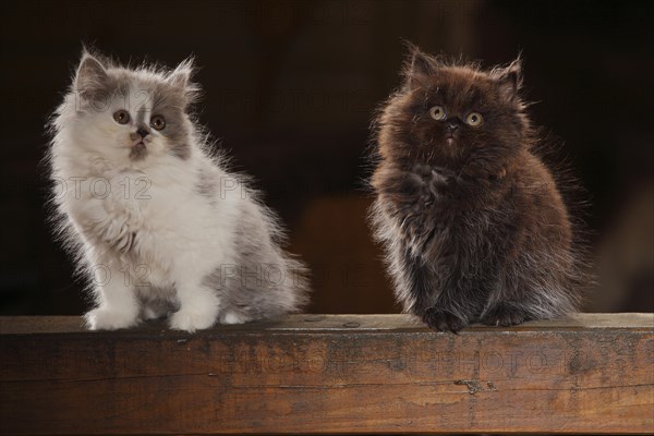 British Longhair