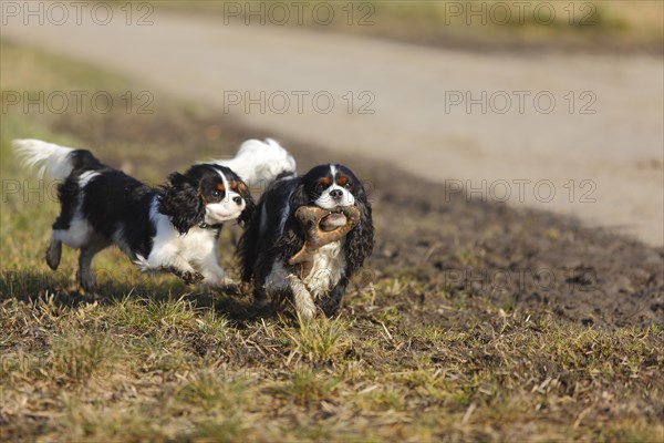 Cavalier King Charles Spaniel