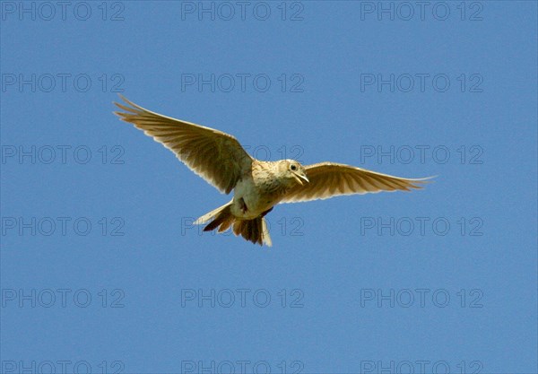 Skylark