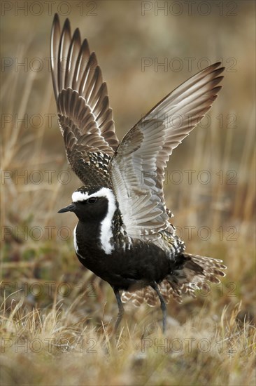 American golden plover