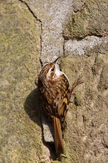 Eurasian treecreeper