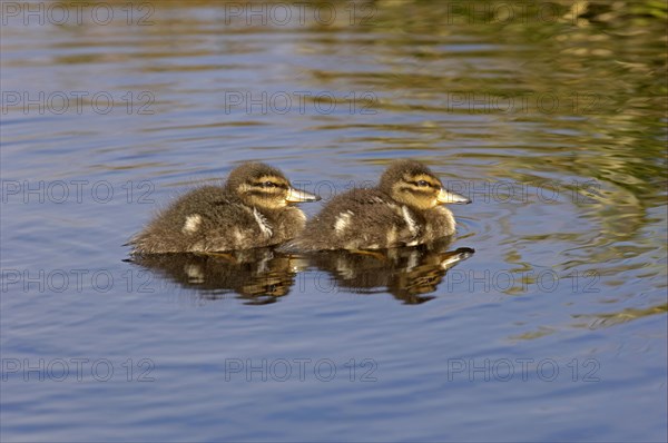 Patagonian crested duck