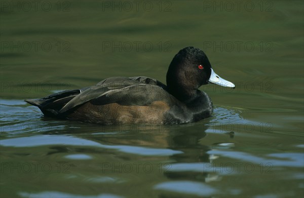 Red-eyed Duck