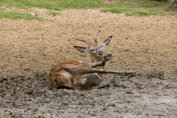 Red Deer