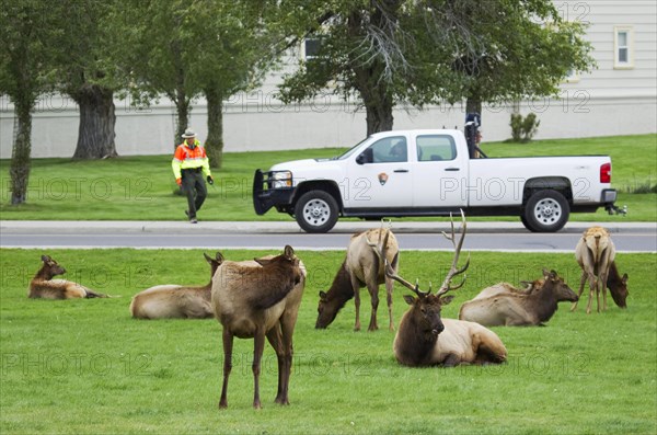 American elk