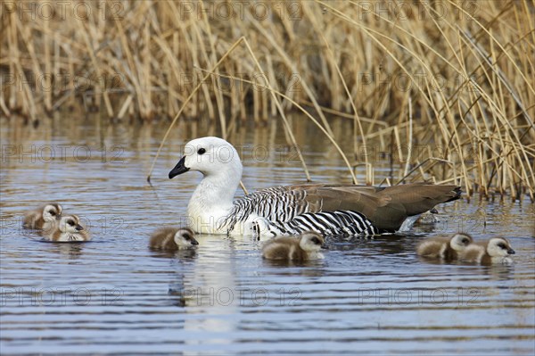 Upland Goose