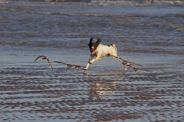 Springer Spaniel hunting Turnstones