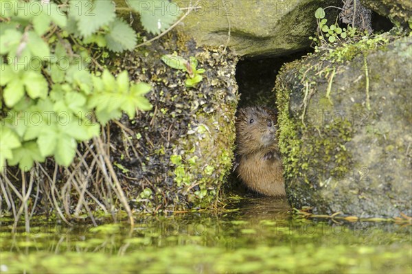 Eastern vole