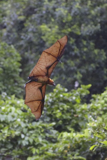 Bismarck flying fox