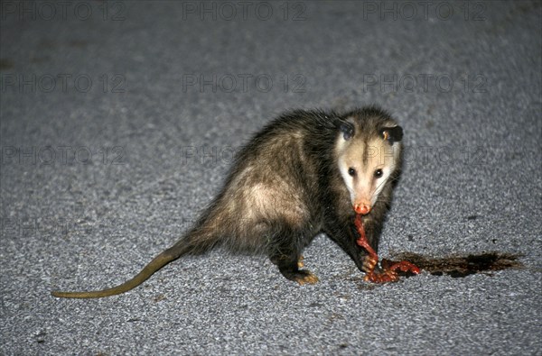 Virginian Opossum