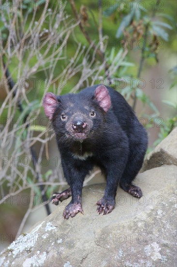 Tasmanian devil