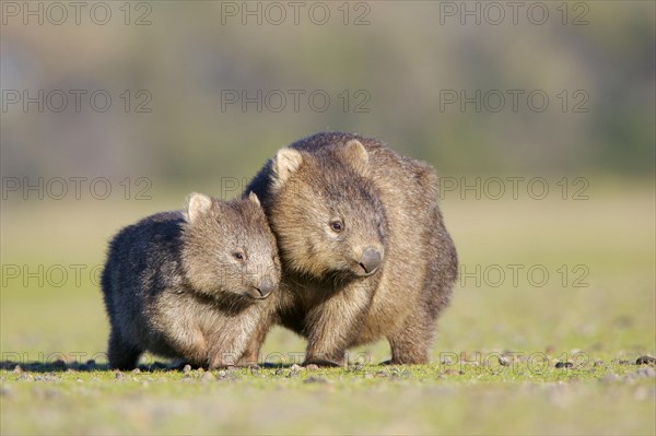 Common common wombat